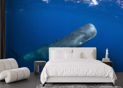 sperm whale, physeter macrocephalus, Indian Ocean	 Wall mural