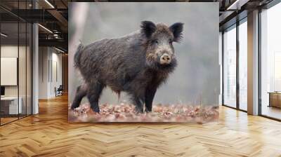 wild boar, sus scrofa, Czech republic Wall mural