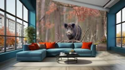 wild boar, sus scrofa, Czech republic Wall mural