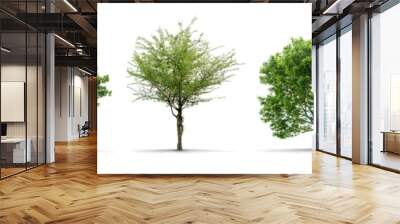 high definition collection tree isolated on a white background Wall mural