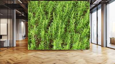 Rosemary herb garden. Wall mural