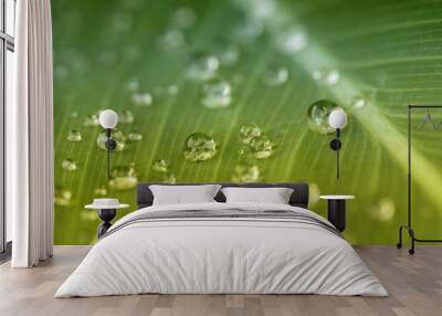 Droplet on Banana leaf Wall mural