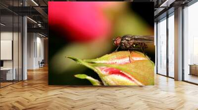 a fly sits on a plant in the studio Wall mural