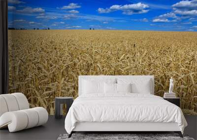 field of golden wheat against the blue sky Wall mural