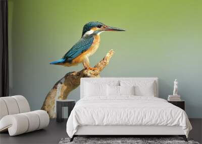 The Common Kingfisher (Alcedo atthis) Wall mural