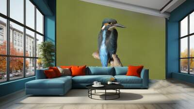 The Common Kingfisher (Alcedo atthis) Wall mural