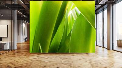 green grass background Wall mural