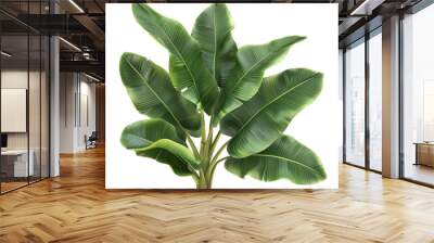 green banana leaves isolated on transparent background Wall mural