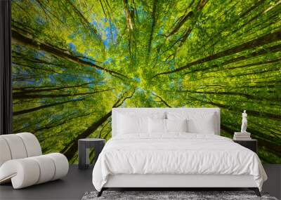 Looking up at the green tops of trees. Wall mural