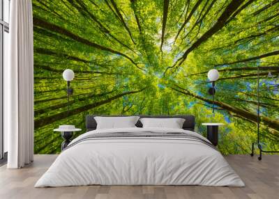 Looking up at the green tops of trees. Wall mural