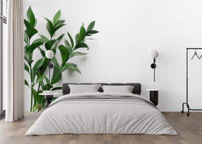 Green living plant branch on white background Wall mural