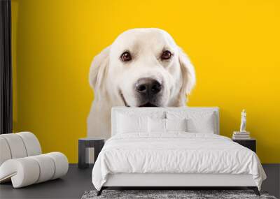 Portrait of pretty blond labrador retriever dog looking at the camera with happy smile, yellow studio background Wall mural