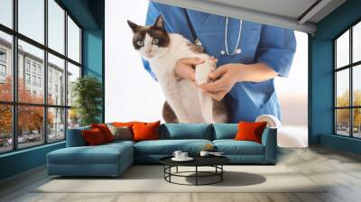 Veterinarian treating cat applying medical bandage on wounded paw indoor Wall mural