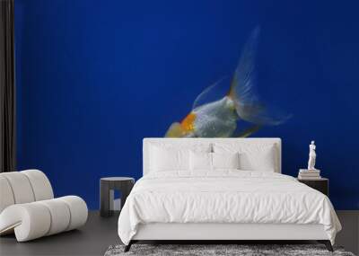 red cap Gold fish in blue background Wall mural