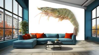 close up fresh raw pacific white shrimp on white background. Wall mural