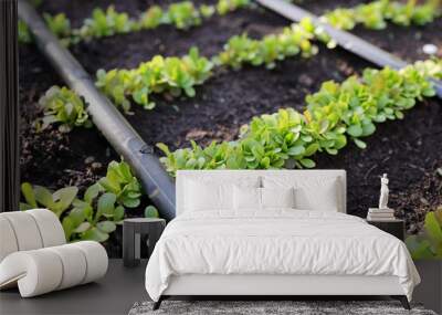 An automated drip irrigation system watering lettuce plants grown in a garden bed, using biological methods. An automated drip irrigation system has been installed. Home gardening concept Wall mural