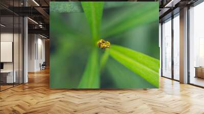 Two yellow lady beetle on a leaf Wall mural