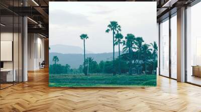 Sunset Green rice fieldwith palm sugar in thailand Wall mural