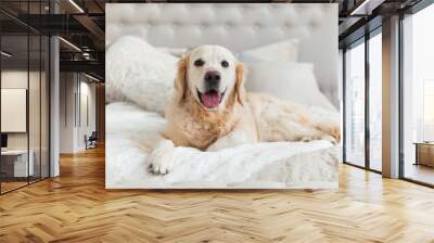 Golden retriever puppy dog in luxurious bright colors classic eclectic style bedroom with king-size bed and bedside table. Pets friendly  hotel or home room. Wall mural