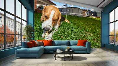  Beagle dog chewing treat outside on a grass in the garden purebred wide angle Wall mural