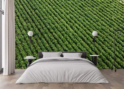 Aerial view of blooming potatoes crops on field Wall mural