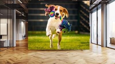 Beagle dog runs in garden towards the camera with colorful toy. Wall mural