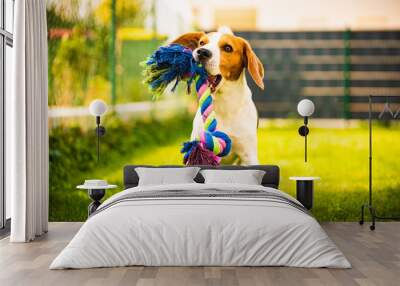 Beagle dog runs in garden towards the camera with rope toy. Sunny day dog fetching a toy. Wall mural