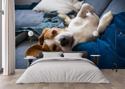 Beagle dog tired sleeps on a couch on his back Wall mural