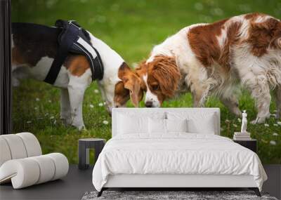 Brittany Spaniel dog playing on a grass with Beagle dog Wall mural