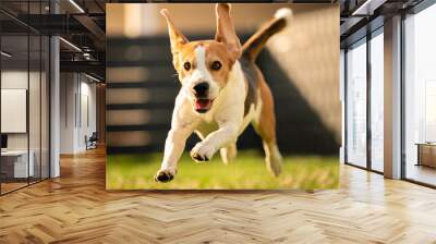 Happy dog running through lawn towards camera. Active beagle concept Wall mural