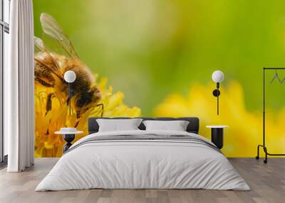 Honey bee covered with yellow pollen collecting nectar from dandelion flower. Wall mural