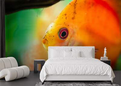 Portrait of a red orange tropical Symphysodon discus fish in a fishtank. Selective focus background. Wall mural