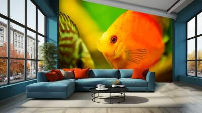 Portrait of a red tropical Symphysodon discus fish in a fishtank. Selective focus background. Wall mural