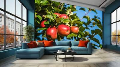 Red ripe apples on apple tree branch in Austria Wall mural