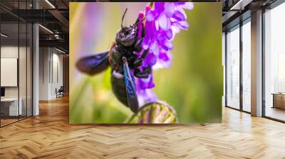 Violet Carpenter bee Xylocopa violacea pollinates a purple flower on a field. Europe, Austria. Bee background Wall mural