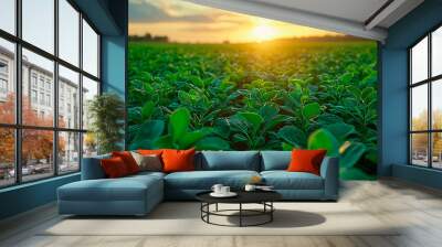 Sunlight plantation, fresh organic vegetable Wall mural