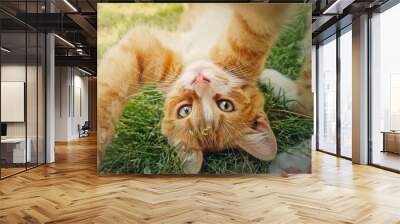 Playful orange kitten lying upside down on the green grass. Little ginger cat cute scene outdoors in the nature Wall mural