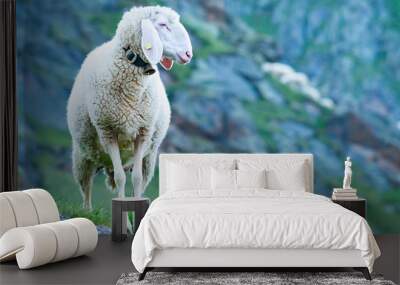 Tyrolean mountain sheep looking at the viewer, Stubai Valley, Tyrol, Austria Wall mural