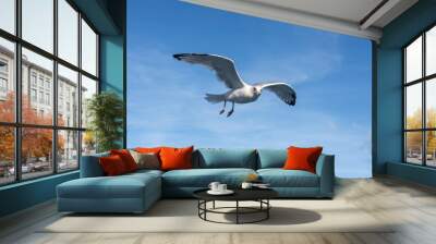 Portrait of an adult European herring gull  flying against a blue sky Wall mural