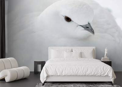 a white bird portrait Wall mural