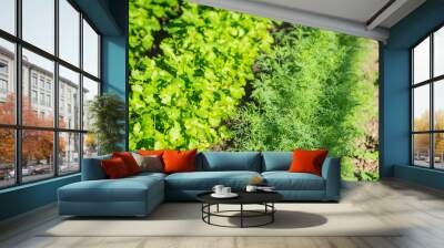 dill and cilantro in a sunny garden Wall mural