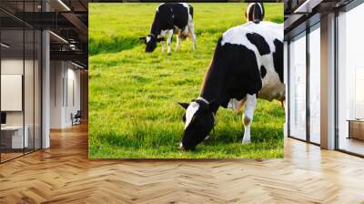 Grazing Cows on a Field Wall mural