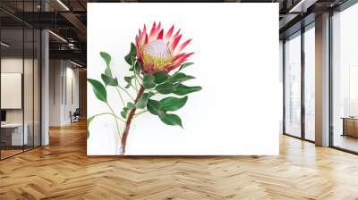 Beautiful protea flower on a white background isolated. Wall mural