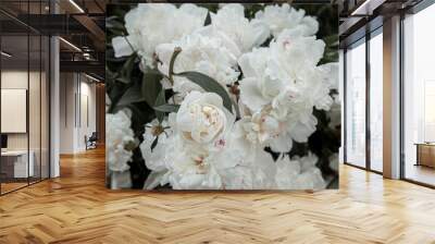 Close-up of a blooming white peony bush. Wall mural