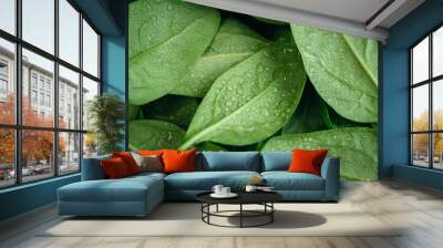 Wet fresh textured green baby spinach leaves, natural background. Wall mural