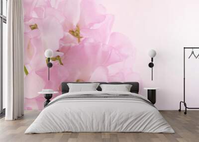 floral background of sweet pea flowers Wall mural