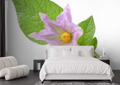 flower of potato on a white background Wall mural