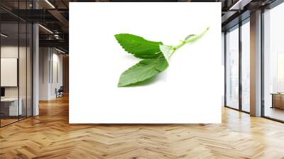 fresh leaves of Jute mallow isolated on a white background Wall mural