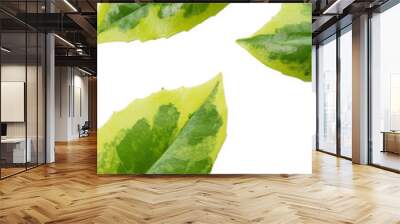 two colored leaves isolated on a white background Wall mural