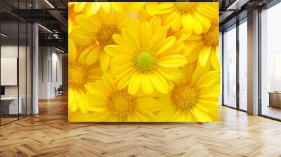 yellow chrysanthemum flowers Wall mural